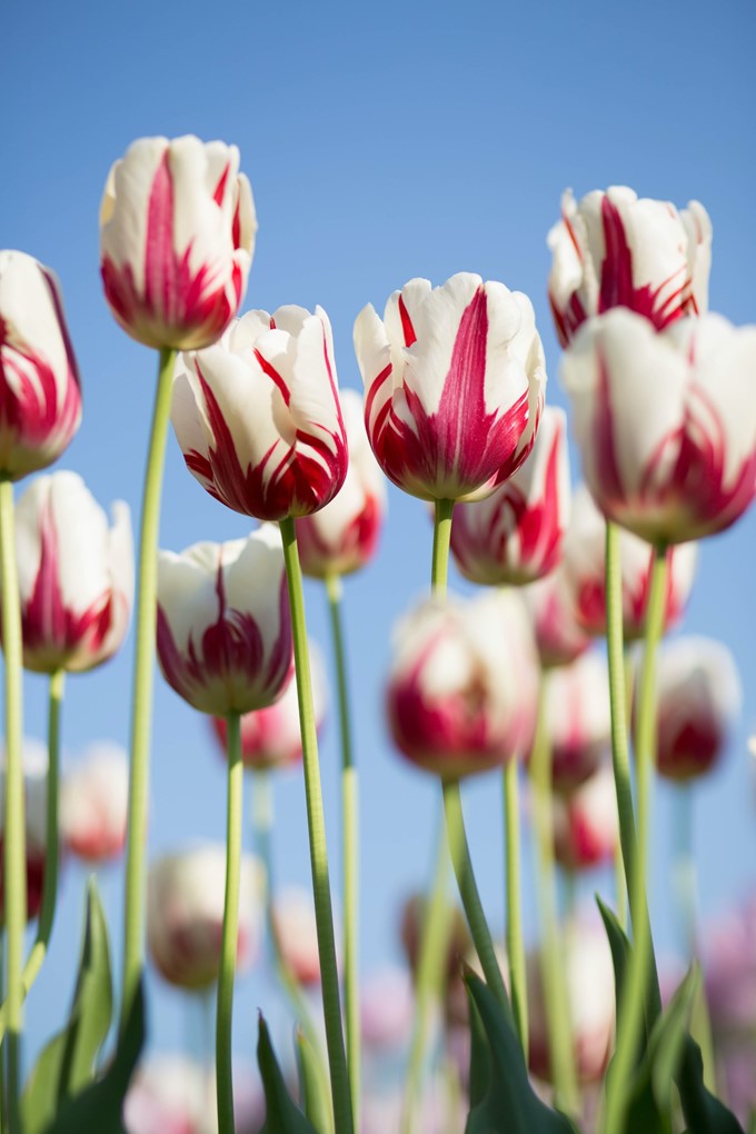 kwang-mathurosemontri-fY1ECB1RCd0-unsplash